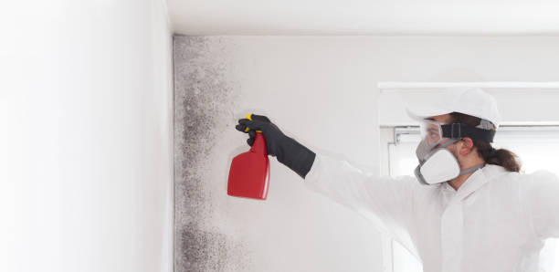 Certified Mold Removal in Atwood, IL