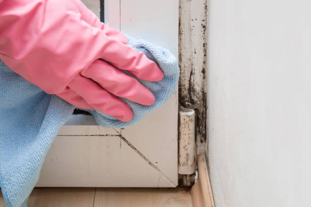 Crawl Space Mold Removal in Atwood, IL