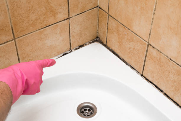 Best Mold Testing  in Atwood, IL